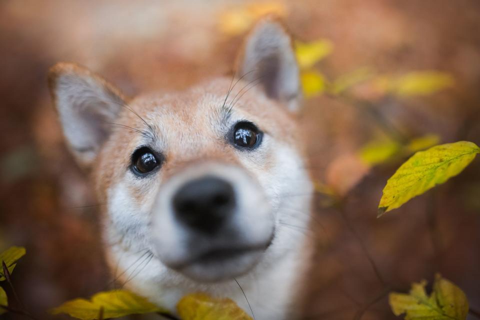 Looking For A New Pup? These Asian Dog Breeds Make For The Best Fluffy Friends