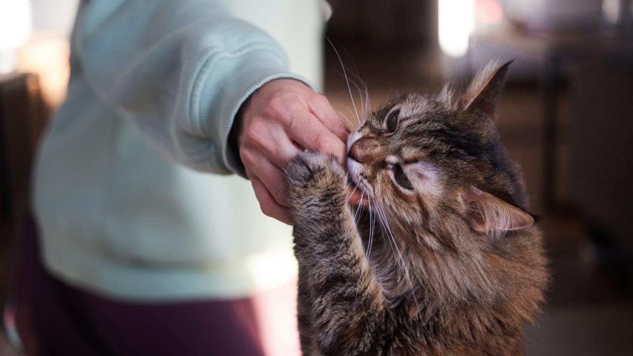 Cat licking person's hand