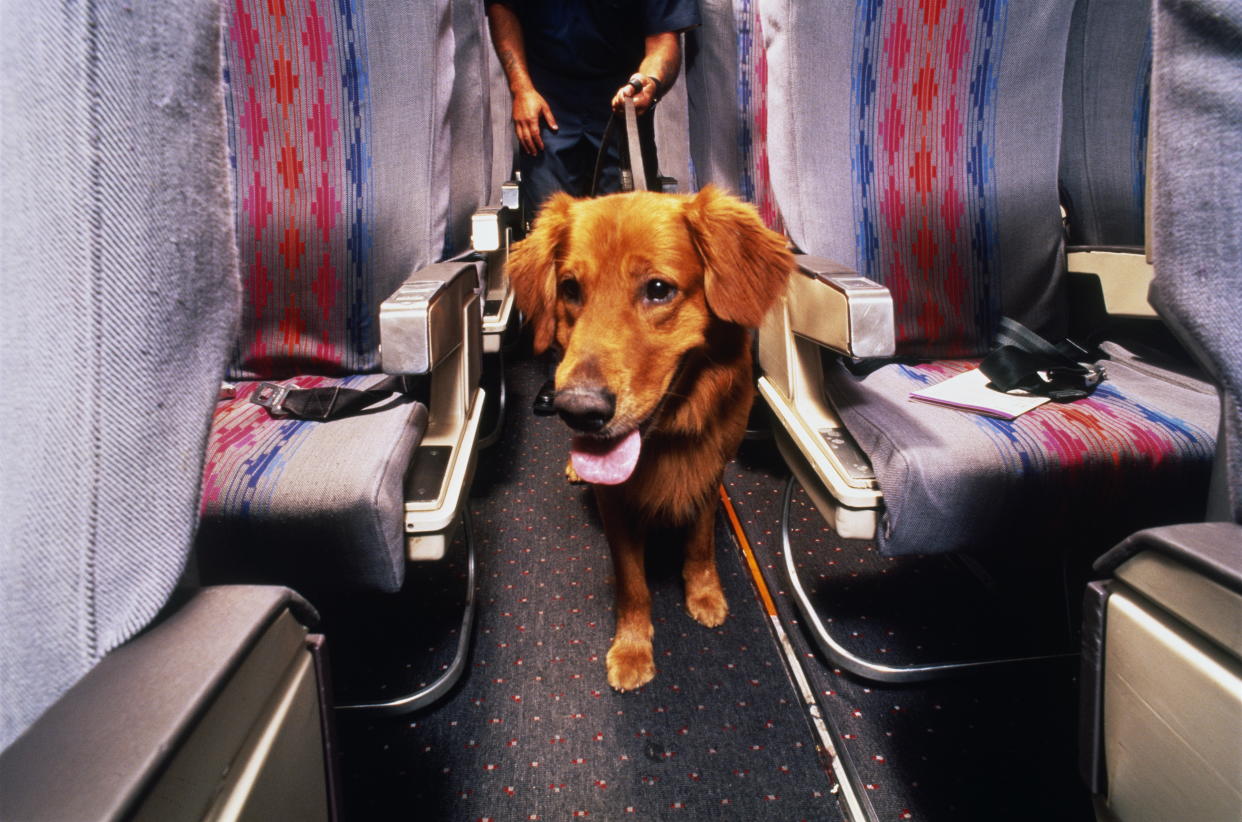 Ein Hund im Flugzeug sorgte jüngst für Chaos. (Symbolbild: Getty)