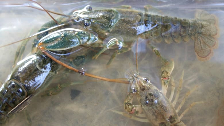 Why you may not want to eat Calgary's invasive crayfish