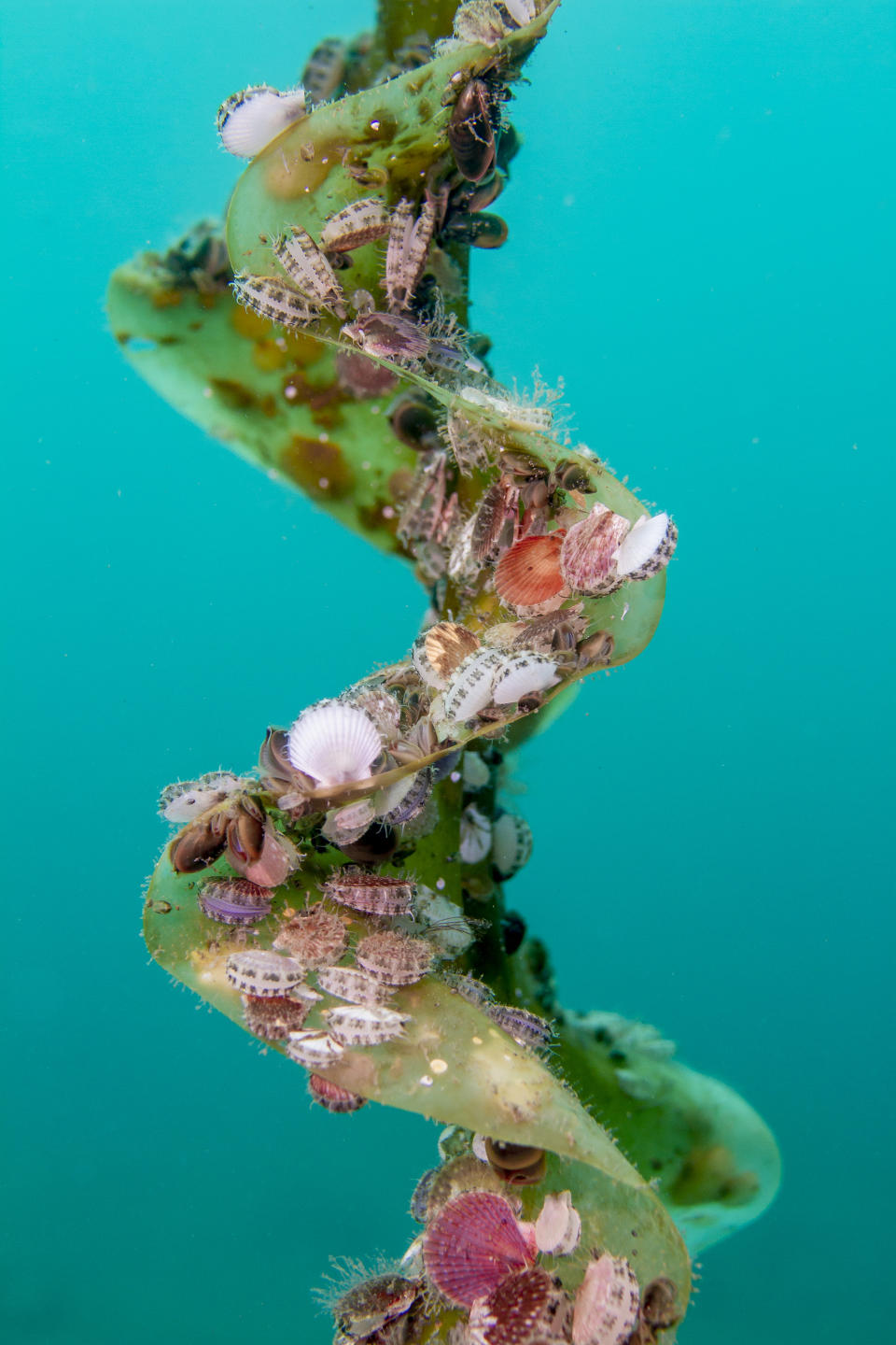 <p>Wild juvenile scallops try to climb higher on a kelp and attach themselves so as to receive as much nutrition as possible in Hakodate Usujiri, Hokkaido, Japan, Aug. 31, 2017. Kelp is excellent residential property for scallops. (Photograph by Toru Kasuya) </p>