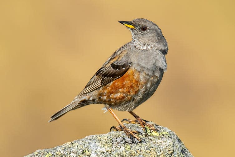 An Alpine accentor bird on a rock