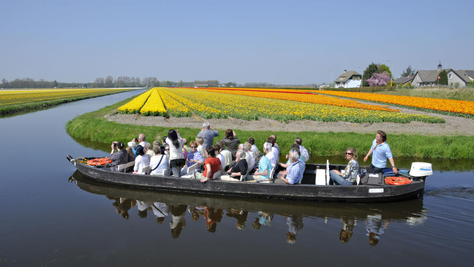 Tulip Fields