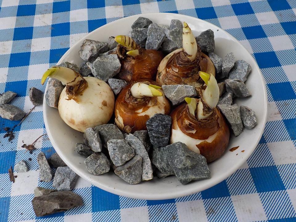 Five paperwhite bulbs fit into this soup bowl, secured with gravel.