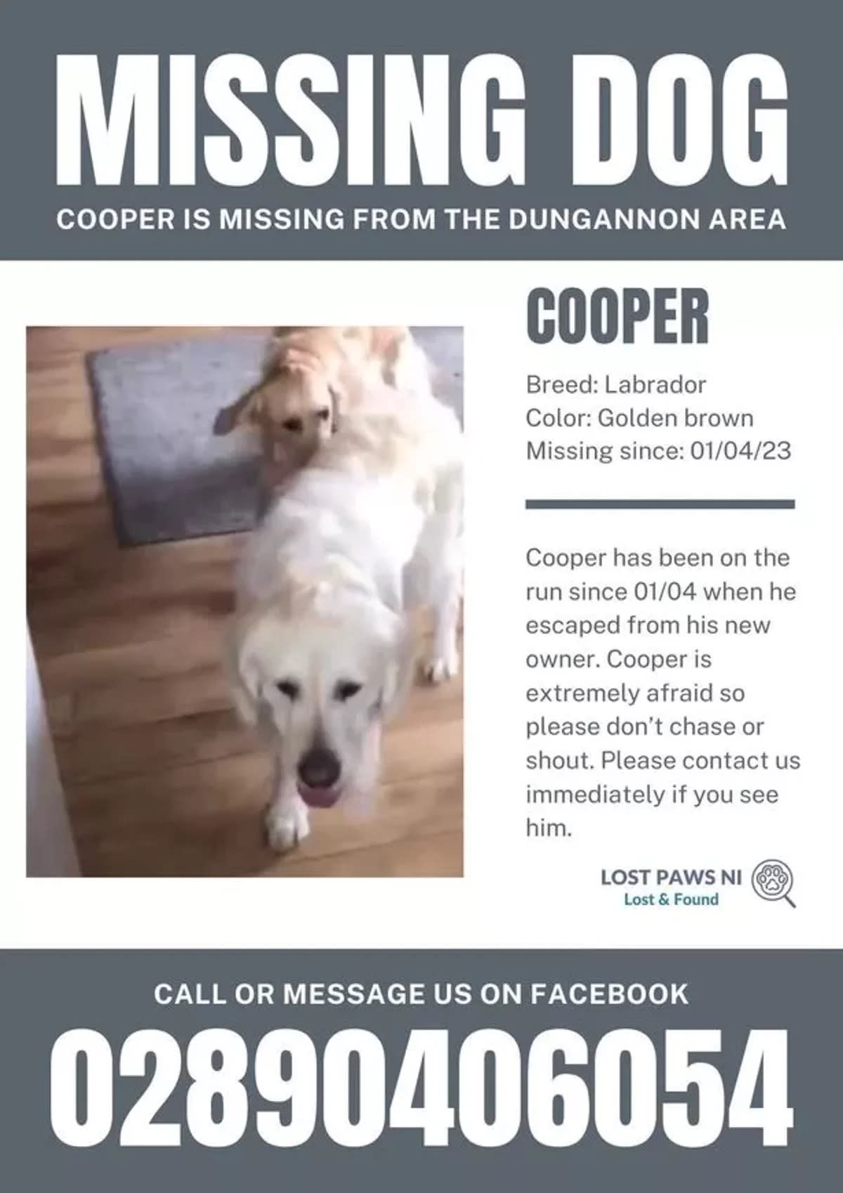 Posters were widely spread in hope of finding Cooper while he was still missing (Lost Paws NI)