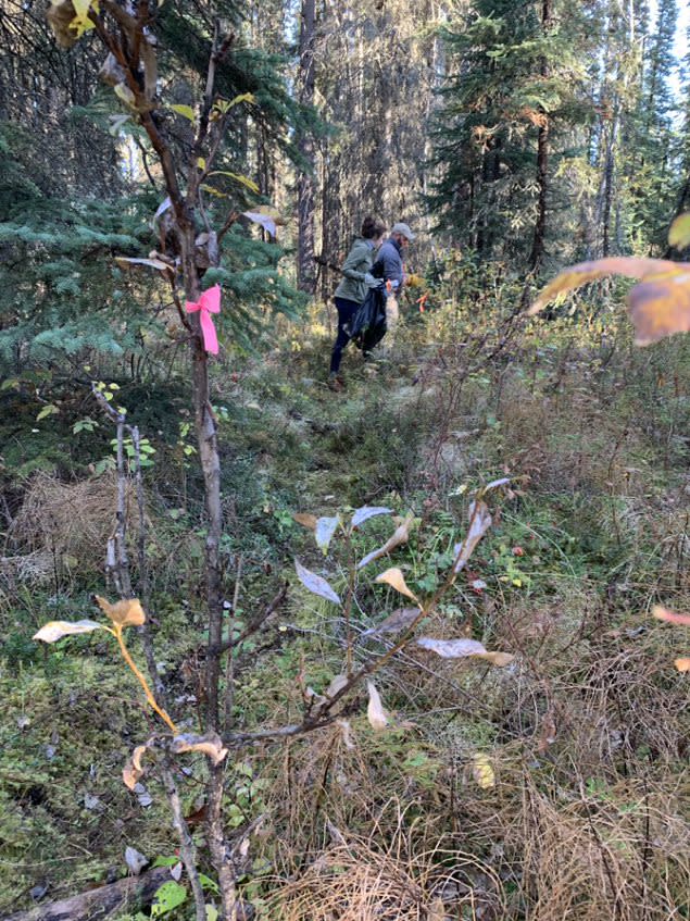 Katherine Newell and a colleague walk in September 2021 through the Fairbanks-area boreal forest, where they have set up traps for small mammals suspected of carrying the novel Alaskapox virus. It is being renamed borealpox.(Photo by Dr. Florence Whitehill/U.S. Centers for Disease Control and Prevention)