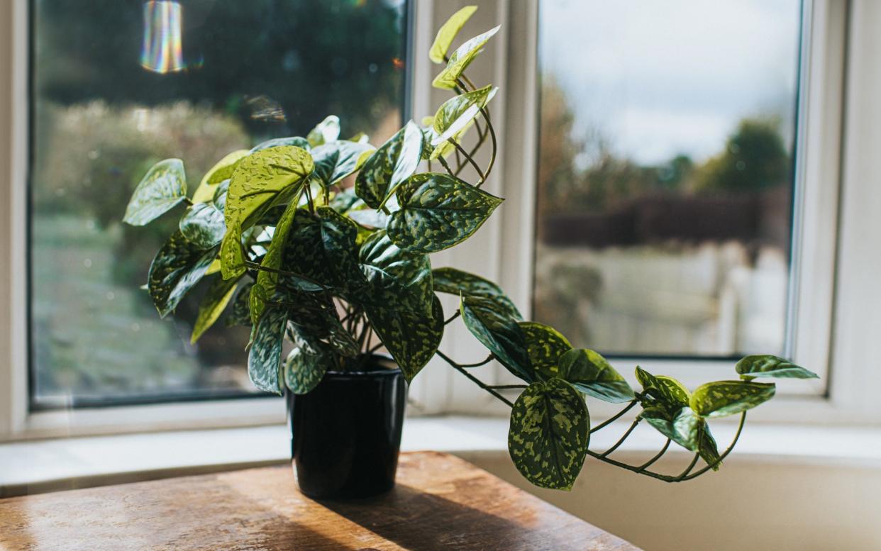 How to keep indoor plants alive grow care houseplants tips healthy