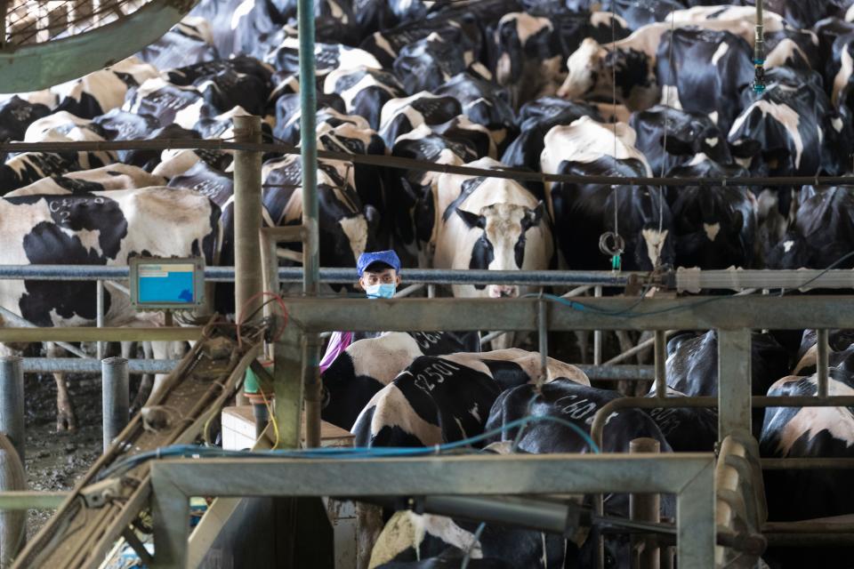 Conventionally raised cows are moved for milking on one side of a giant open barn at TH Milk's operations in Nghia Son, Vietnam. The cows are milked three times daily. An identical operation is on the other side of the barn.