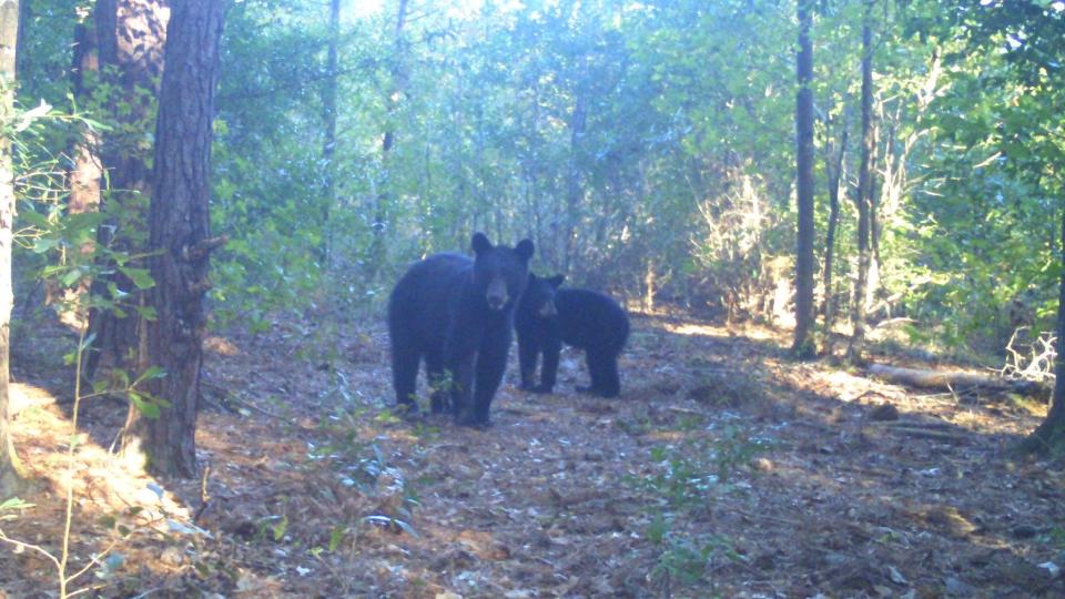 The search for food can bring Florida Black Bears into contact with humans, especially if enticing garbage is left where the bear can access it. The outcomes are never beneficial for either the bears or people, especially if a cub is involved.