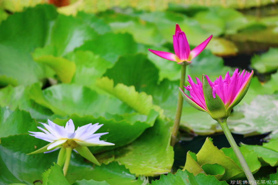 蓮緣香水蓮花園