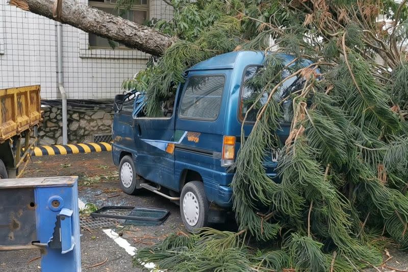 ▲停放在金門縣政府的藍色麵包車遭倒塌的南洋松砸中。(圖/記者蔡若喬攝)