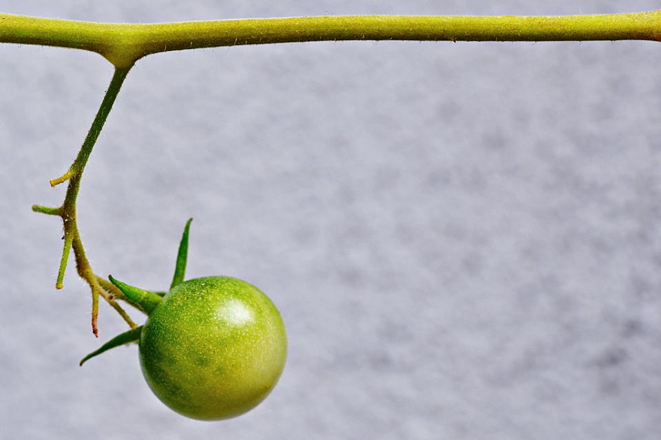 tomato.