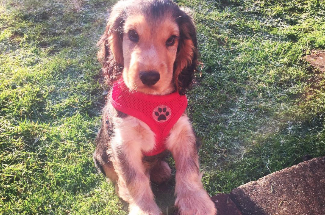 This cocker spaniel puppy named Theodore is so cute we’re gonna cry