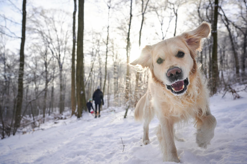 A 5-year old golden retriever dog hikes up the hills of Western Pennsylvania. Undated photo.  / Credit: Karina Eremina dba Joy of the Moment Photography / Getty Images