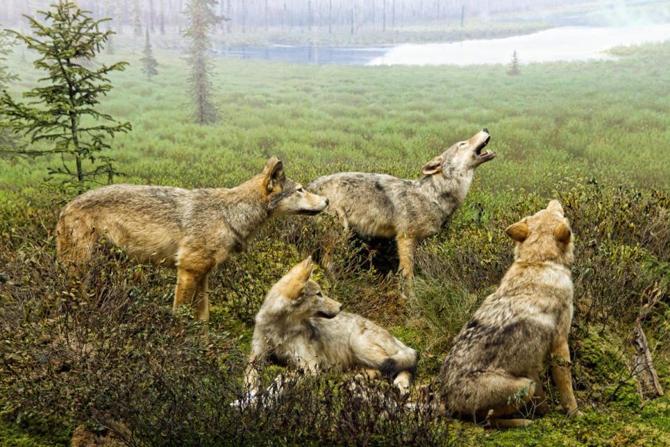 Wolf scene at the Algonquin Park Visitor Centre. Their real life friends were keeping us up at night in our tent.