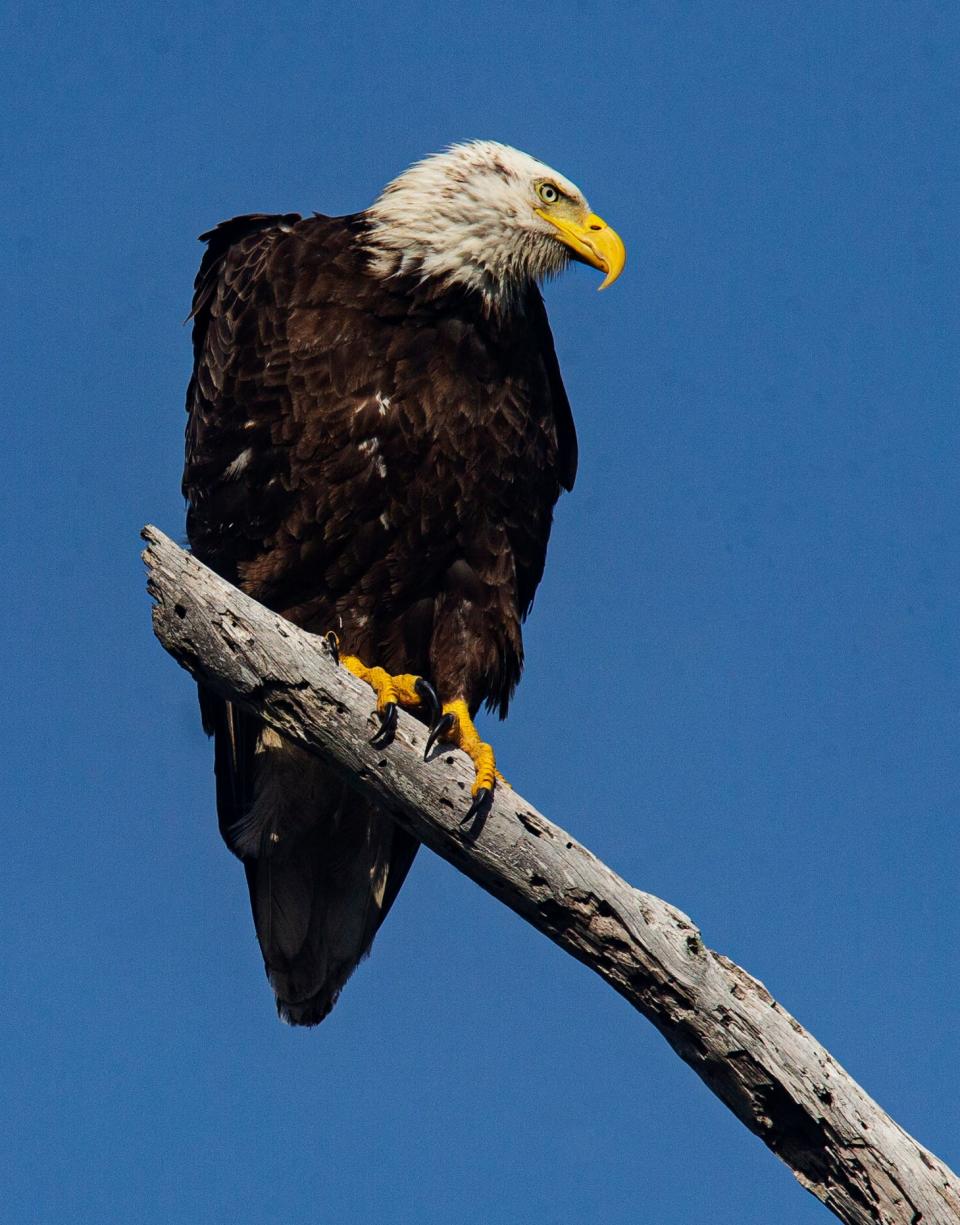A bald eagle perches near a nest on Sanibel on Tuesday, Jan. 23, 2024. It is unknown if the eagle couple has any young at this nest. It is nesting season for the popular raptors.