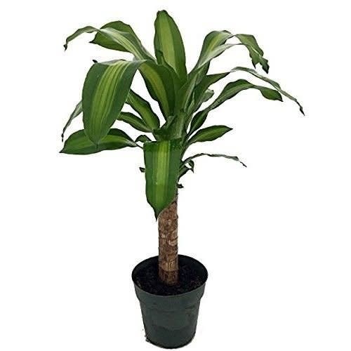 Creme & Green Corn Plant - Dracaena - 6