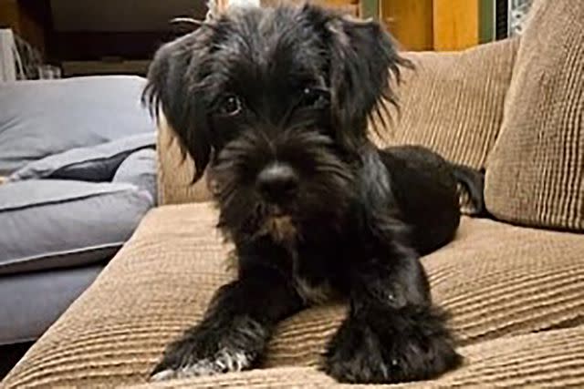 <p>Patrick J. Adams/Instagram</p> Patrick J. Adams shares a photo of his dog, Charlie, as he announces his pet's sad death on Instagram Friday