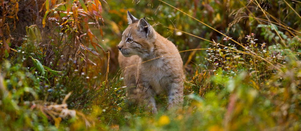 Le lynx a été tué fin décembre dans le Doubs  (illustration).
