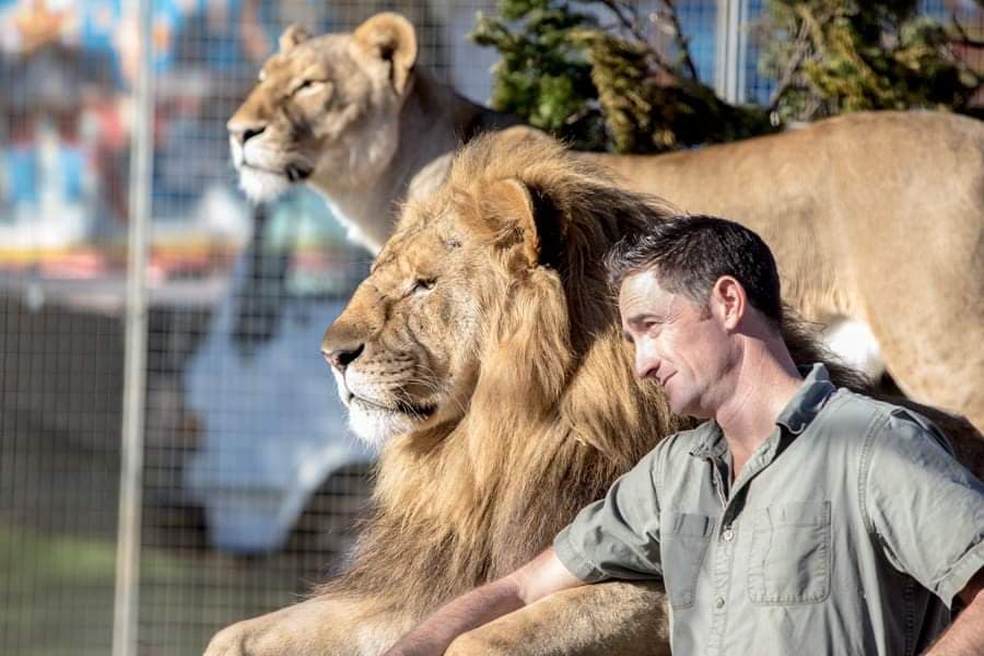 Stardust lion tamer Matthew Ezekiel pictured with the big cats. Source: Matthew Ezekiel 