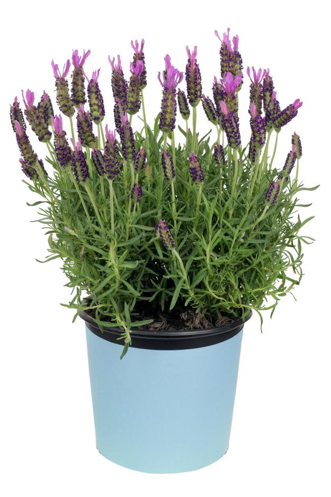 Purple reign: lavender will thrive almost anywhere.