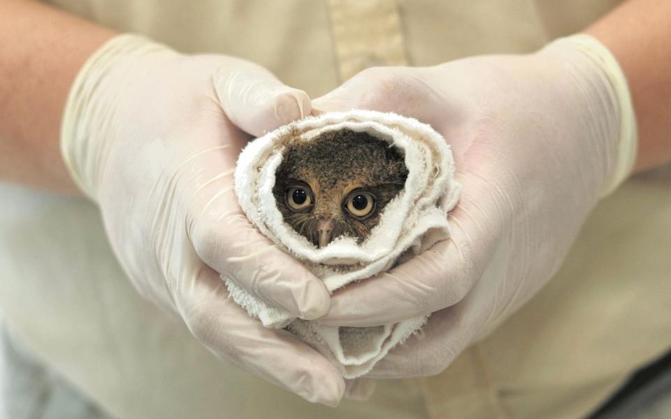 Not much longer! Baby owl looks terrified as it undergoes health check - SAM YEH /AFP