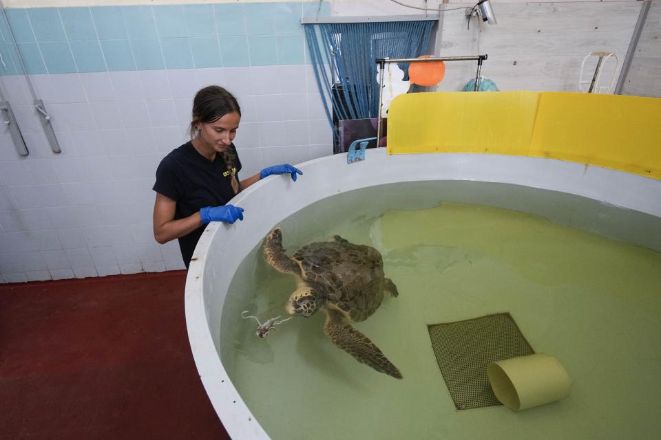 A sea turtle named Bobo is fed by marine biologist Linda Albonetti at CESTHA, the Experimental Center for the Protection of Habitats, inside a former fish market in Marina di Ravenna, on the Adriatic Sea, Italy, Saturday, June 8, 2024. (AP Photo/Luca Bruno)