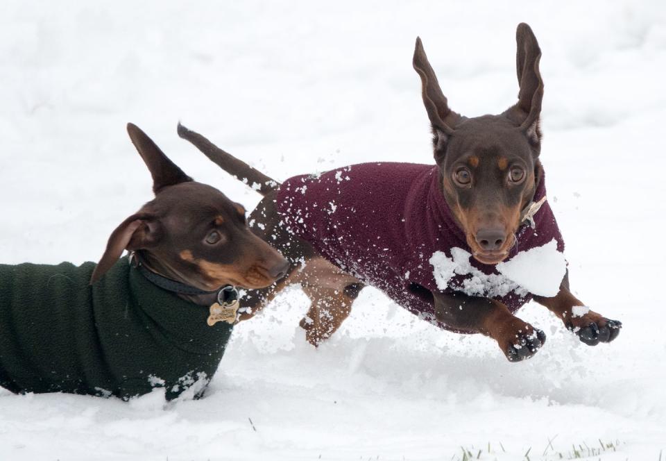 <p>We don't blame these two little chaps for needing a jumper. Two dachshund dogs play in Bath. </p>