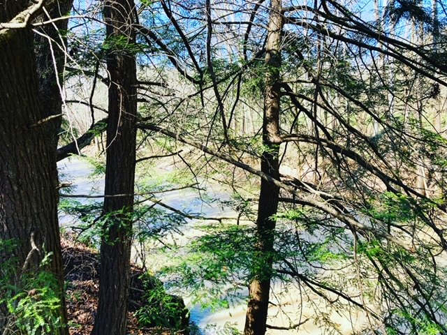 Eastern hemlock trees growing along the banks of the Muscatatuck River at Selmier State Forest.