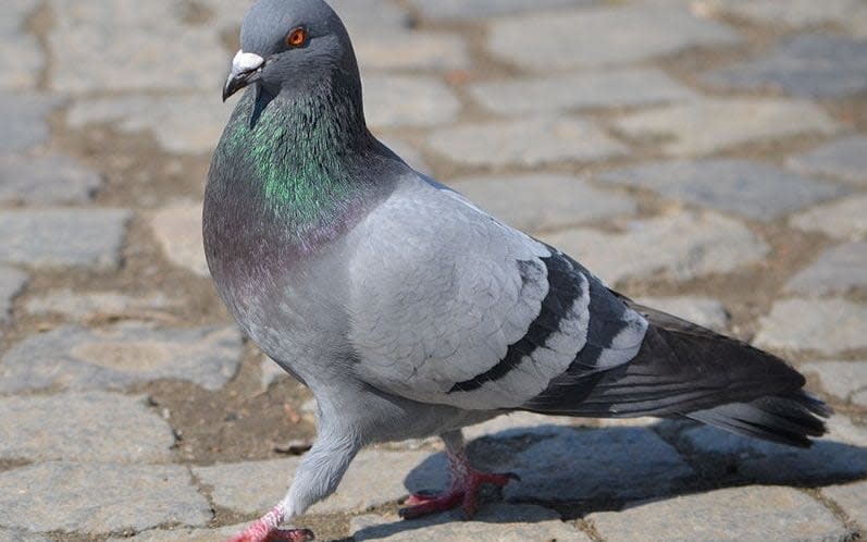 The prized pigeon called Mary lived in West Street in Exeter, Devon, where the blue plaque was placed on Saturday - Telegraph