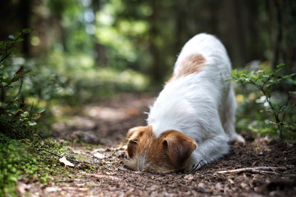 Hunde dürfen keine Gebisse vergraben