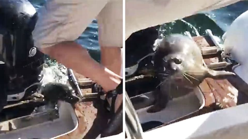 The seal slipped its way up on to a Canadian whale-watching boat to escape from orca's. Photo: YouTube/Kirk Fraser