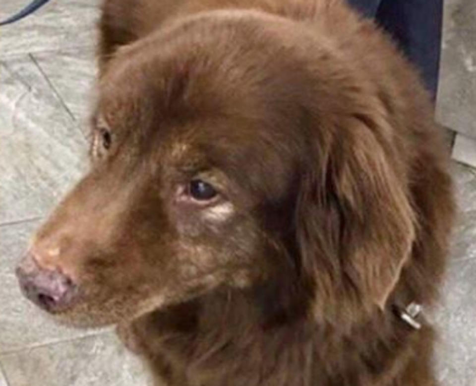 Pictured is Sadie, a 17-year-old Chesapeake Bay Retriever. She's deaf and went missing in a state park for five days but was found alive at the bottom of a ravine.