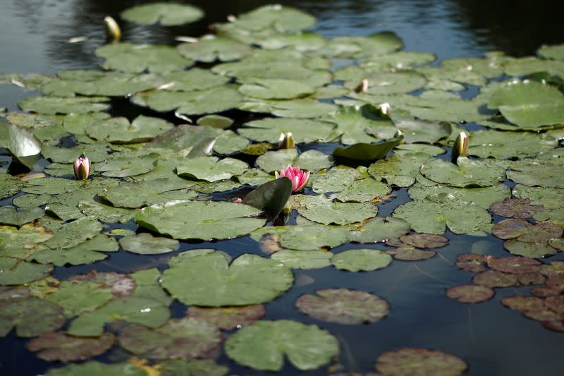 Reopened Claude Monet house and foundation after restrictions to prevent the spread of the coronavirus disease (COVID-19) were eased, in Giverny