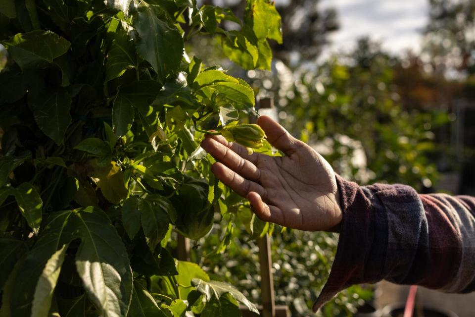 Close-up of a hand cradling the bud of a flowering fruit tree