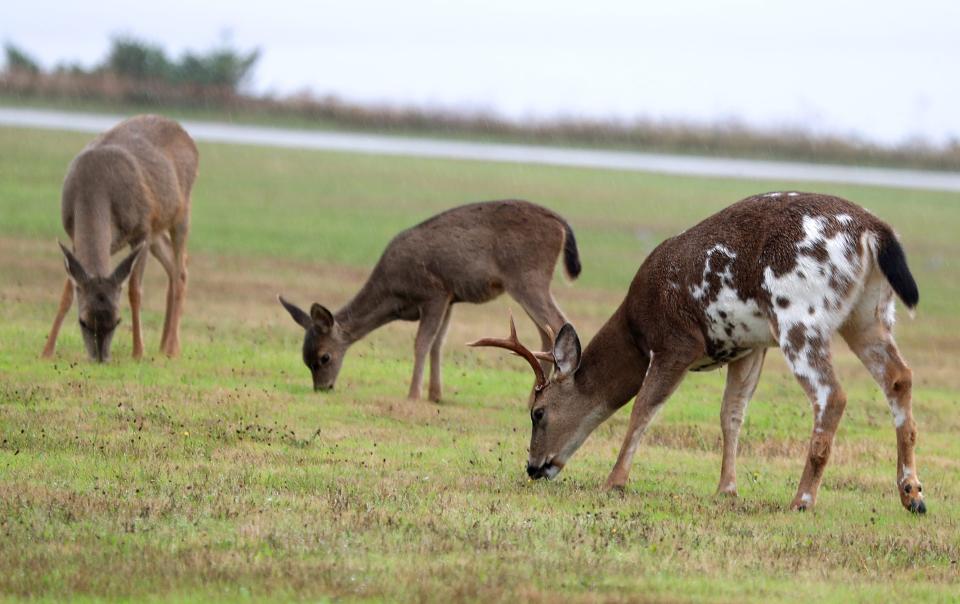 The piebald back-tailed buck pictured here was seen hanging around a herd in Nordland, Wash on Sunday, Oct. 17, 2021.