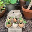 <p> Not all eggshells need to go into the compost heap. If you can save any intact, you can use them to hold seedlings in an egg box. Eggshells contain calcium, which will enrich the soil, helping your seedlings to grow. </p>