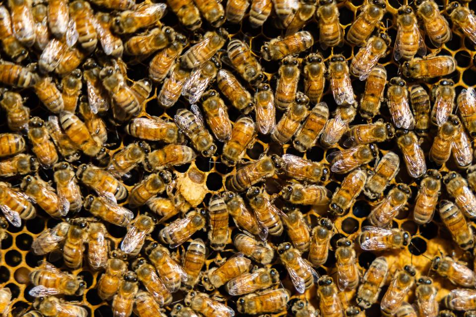 Bees are seen at Deseret News features writer Collin Leonard’s beehive in Park City on June 21, 2023. | Ryan Sun, Deseret News