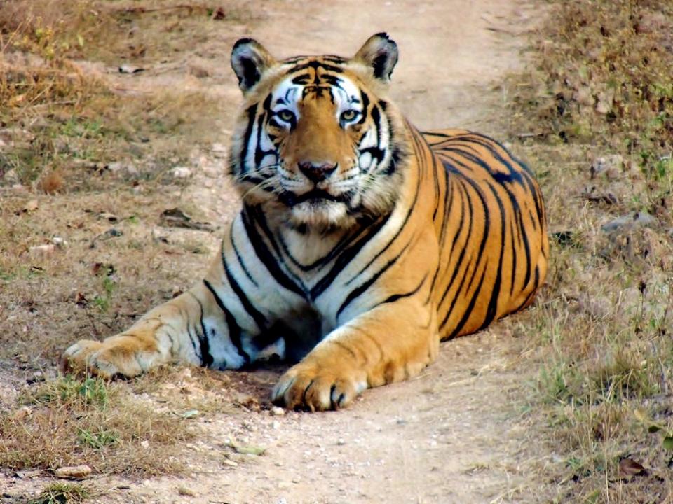 4. Kanha Tiger Reserve