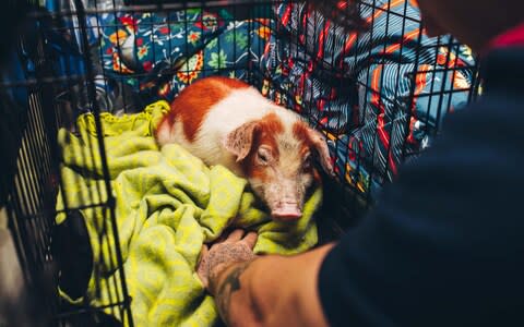 Wesley Omar took a piglet from a farm and decided to film himself raising it  - Credit: &nbsp;THEO MCINNES&nbsp;