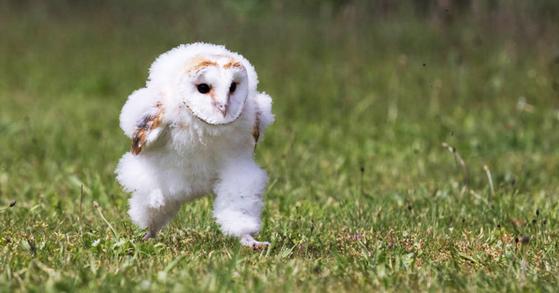 近日有張在日本推特上爆紅的動物照片引起瘋傳，攝影師剛好拍下一隻小貓頭鷹在草地上奔跑的照片，許多人首次見識這樣子的貓頭鷹，覺得又萌又一種奇特生物。（翻攝推特@tyomateee／©Hannie Heere）