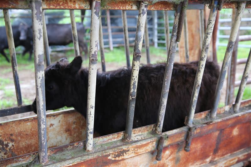 清境農場當時飼養牛隻，是為了安置從異域到清境新故鄉的兩百多位榮民與滇緬義胞，迄今已逾一個甲子。（圖／翻攝畫面）