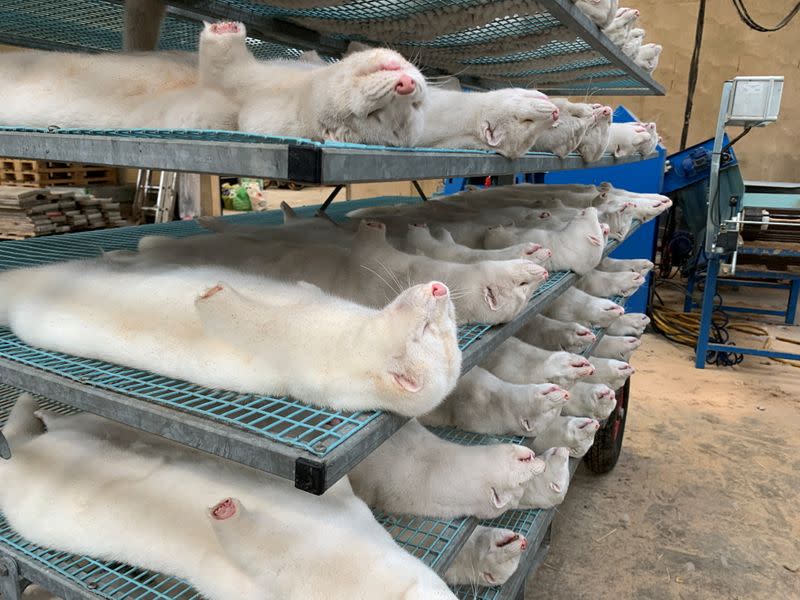 Culled minks are pictured at Hans Henrik Jeppesen's farm near Soroe