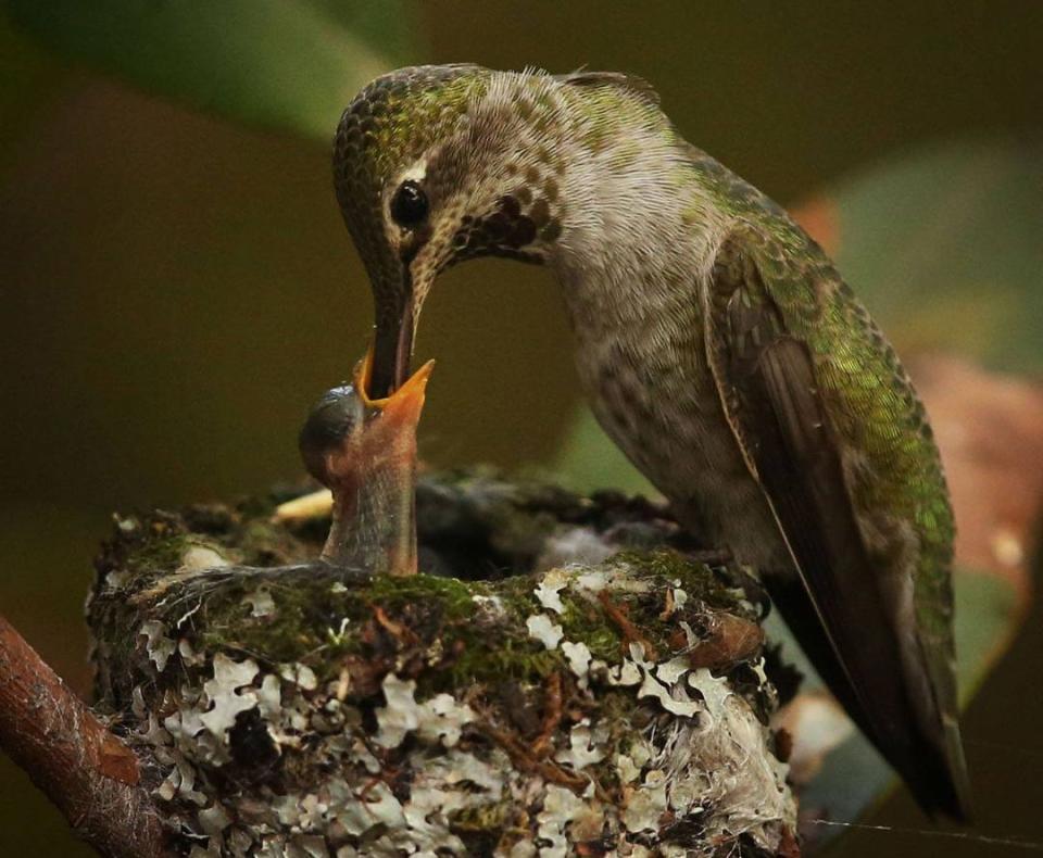 A mother Anna's Hummingbird feeds one of her chicks in a nest in Eugene. Anna’s Hummingbirds are among the most common hummingbirds along the Pacific Coast.