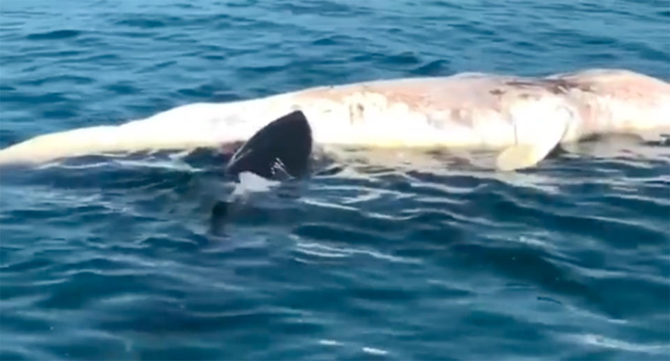 Passengers aboard a fishing boat watched in awe as a massive great white shark feasted off the floating carcass of a dead whale. Source: Allwater Charters / Instagram