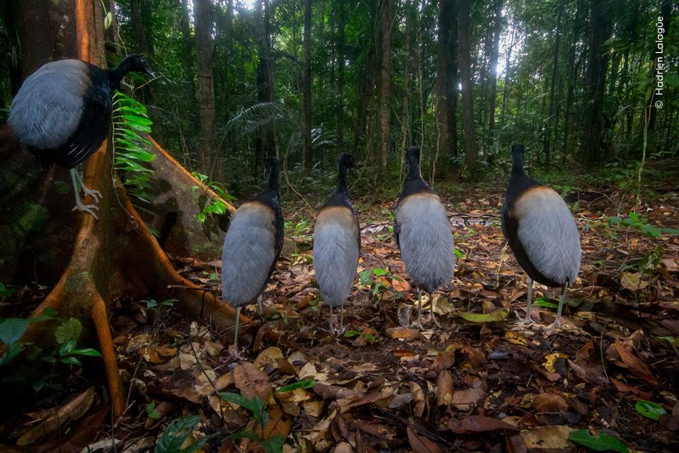 Hadrien Lalagüe, winner of the Behavior: Birds category, is rewarded for his patience with a perfect alignment of gray-winged trumpeters observing the passage of a boa at the Guiana Space Center, between Kourou and Sinnamary, in French Guiana.