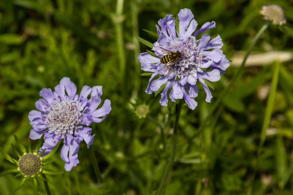 Scabiosa