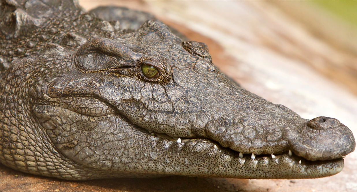 The Cruelty Behind Crocodile-Skin Handbags - PETA UK