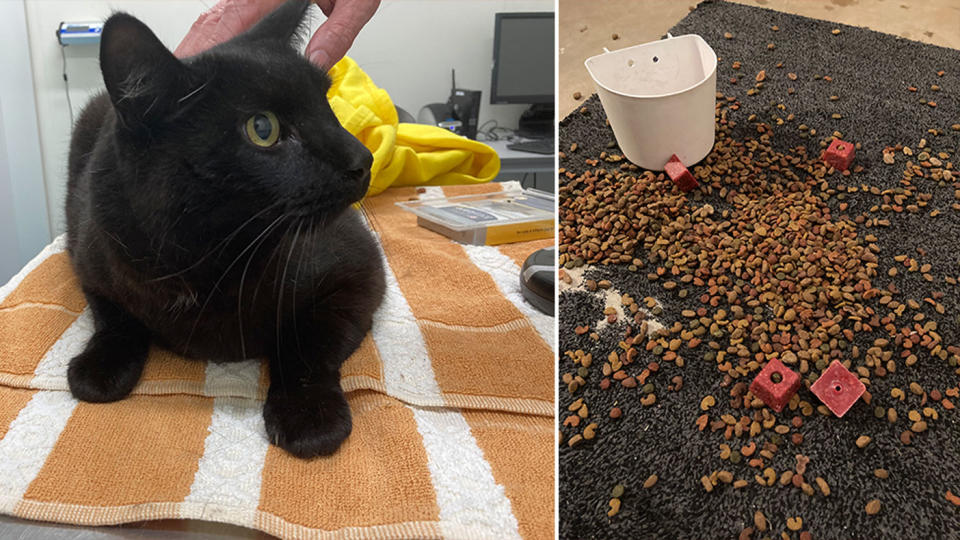 Pictured on the left is the black cat which was rescued from the bin and on the right is the cat food and rat poison.