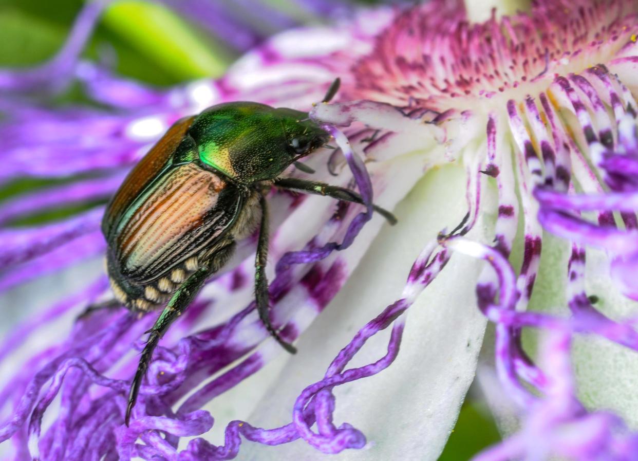 A Japanese beetle, also known as a June bug, on a passion flower at the South Carolina Botanical Garden at Clemson University Tuesday. 